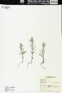 Phacelia linearis image