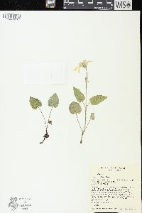 Arnica cordifolia image