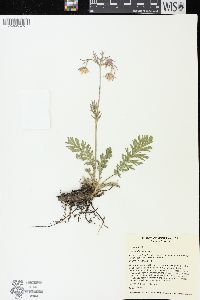 Geum triflorum image