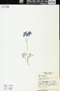 Delphinium bicolor image