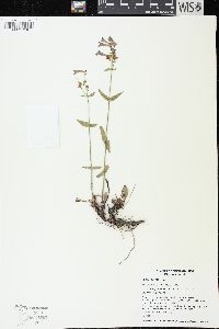 Penstemon albertinus image