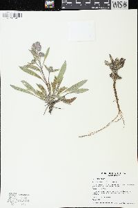 Phacelia hastata image