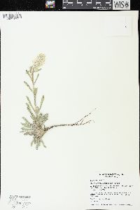 Cryptantha spiculifera image