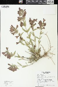 Penstemon eriantherus image