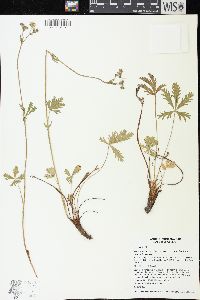 Potentilla gracilis var. fastigiata image