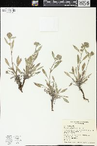 Phacelia hastata image