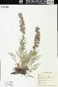 Phacelia sericea image