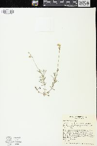 Cerastium arvense image