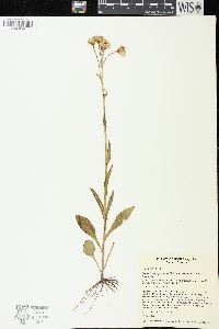 Senecio integerrimus image