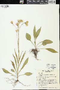 Senecio integerrimus var. exaltatus image