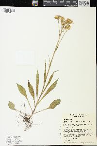 Senecio integerrimus image