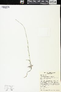 Boechera stricta image