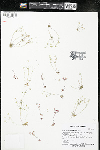 Androsace occidentalis image