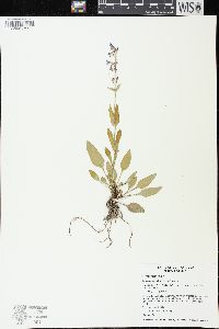 Penstemon albertinus image