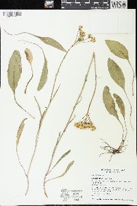 Senecio crassulus image