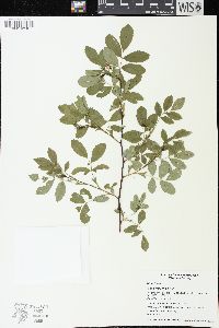 Rosa gymnocarpa image