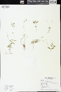 Moehringia lateriflora image