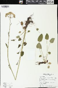 Packera pseudaurea var. pseudaurea image