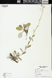 Antennaria racemosa image
