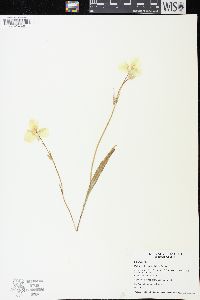 Calochortus apiculatus image