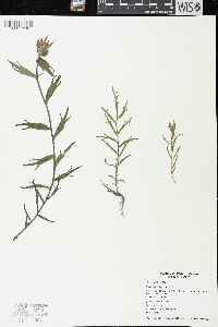 Castilleja hispida image