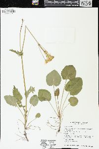 Packera pseudaurea var. pseudaurea image