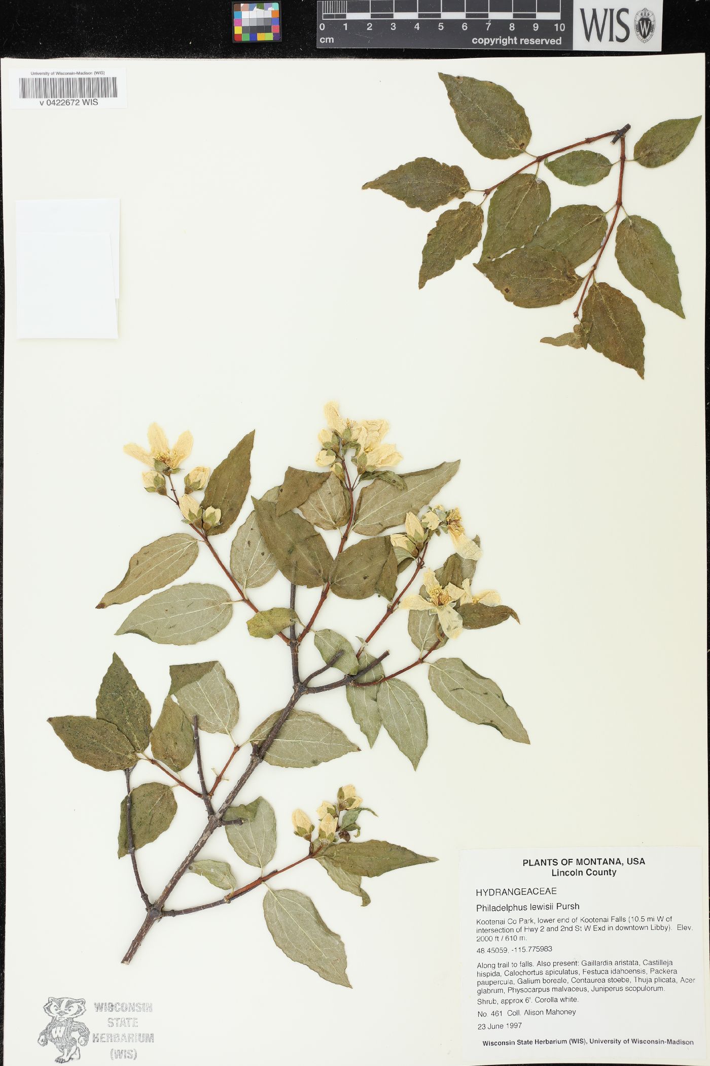 Philadelphus lewisii image