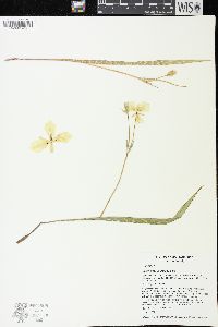 Calochortus apiculatus image