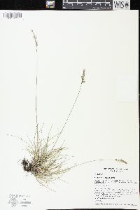 Festuca idahoensis image