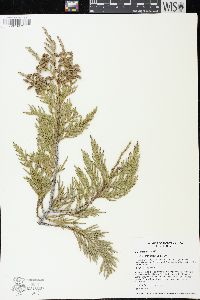 Thuja plicata image