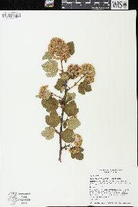 Physocarpus malvaceus image