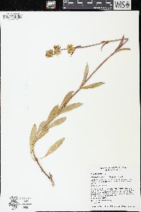 Penstemon confertus image