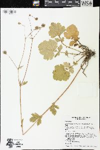 Geum macrophyllum var. perincisum image