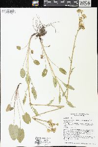 Packera pseudaurea var. pseudaurea image