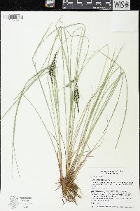Carex lenticularis image