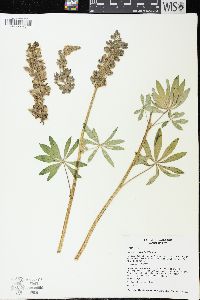 Lupinus burkei image