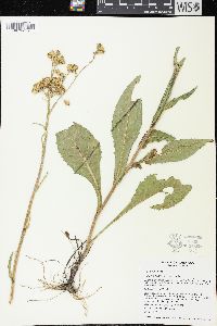Senecio hydrophiloides image