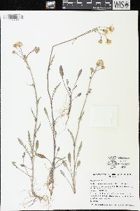 Packera paupercula image