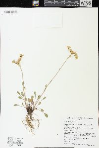 Packera streptanthifolia image