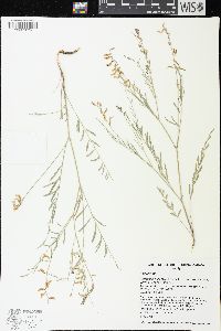 Astragalus miser var. serotinus image