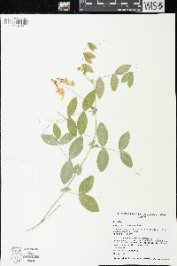 Lathyrus ochroleucus image