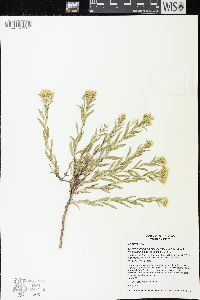 Chrysothamnus viscidiflorus subsp. lanceolatus image