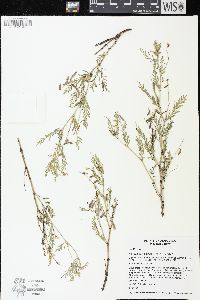 Astragalus multiflorus image