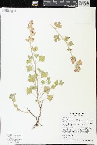 Sphaeralcea munroana image