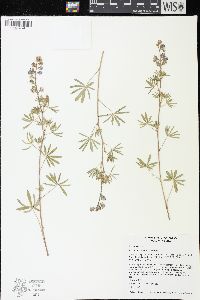 Lupinus caudatus image