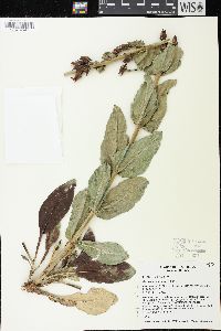 Penstemon eatonii image