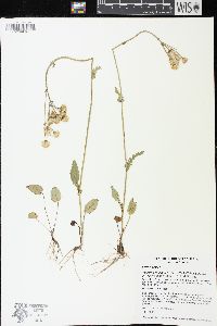 Packera pseudaurea var. flavula image