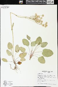 Packera pseudaurea var. flavula image