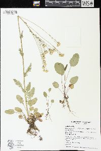 Packera pseudaurea var. pseudaurea image