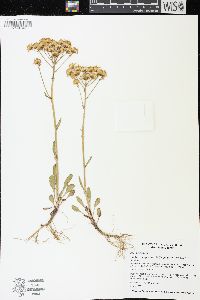 Packera streptanthifolia image